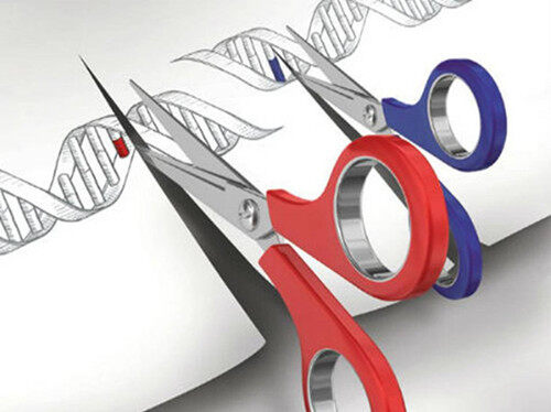 基因编辑公司CRISPR Therapeutics完成3800万美元B轮融资