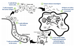 为什么新抗原疫苗可能成为下一个重大的癌症免疫治疗突破口？