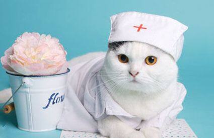 宠物医疗坐拥600亿蓝海市场，国内龙头初现，外资不占优势