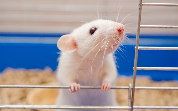 药康生物独有小鼠模型驶向全球蓝海，与世界最大实验动物供应商再签战略分销协议