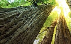 手握四大独角兽，首度揭开红杉数字健康投资领先的秘密