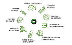 Samsara Therapeutics完成种子轮融资，推进天然抗衰小分子药物产品线