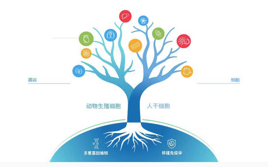 启函生物在Nature子刊《Nature Biomedical Engineering》上发表了首个临床异种器官移植雏形“猪3.0”