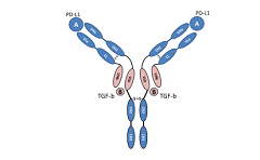 友芝友生物PD-L1/TGF-β双特异性抗体新药获得美国FDA临床试验批准