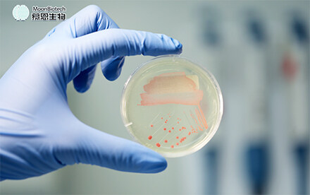 【首发】慕恩生物完成3亿元C+轮融资，持续推进更多生物创新产业化落地