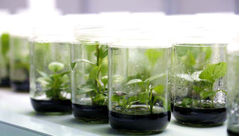 龙藏生物：用植物干细胞“造出”人参，成本下降70%、生产周期压缩至60天